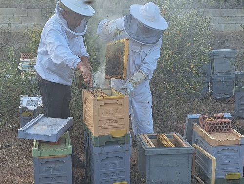 apicultores trabajando con los panales